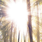 Forest Environment | Sundowner Skylights